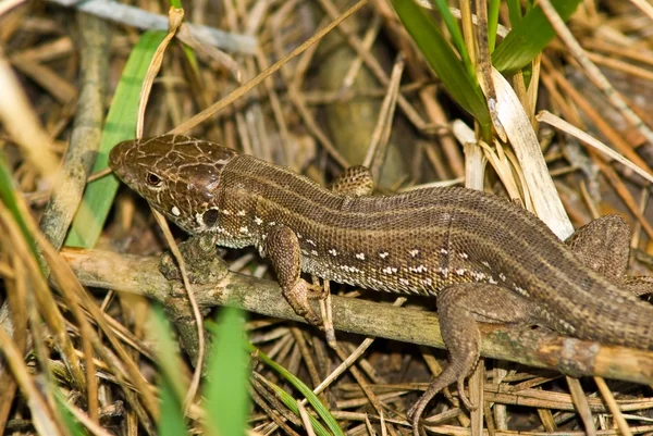Brown lizard in a grass — Stock Photo, Image