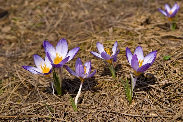 Crocus violeb bloemen in een gras — Stockfoto