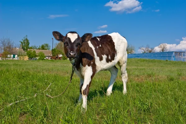 Brown calf on a green pasture — Stock Photo, Image