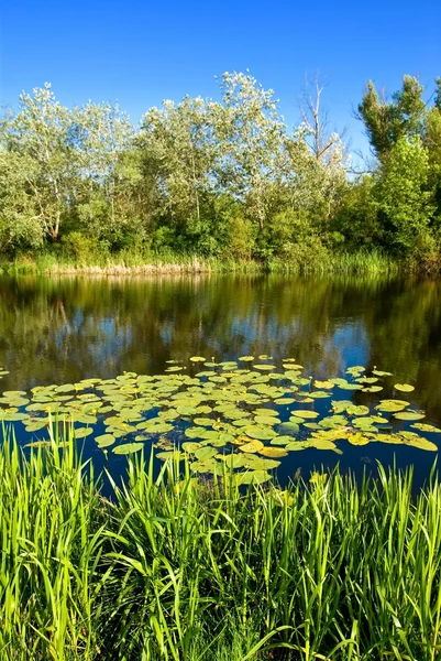 Pequeño río por un día de verano — Foto de Stock