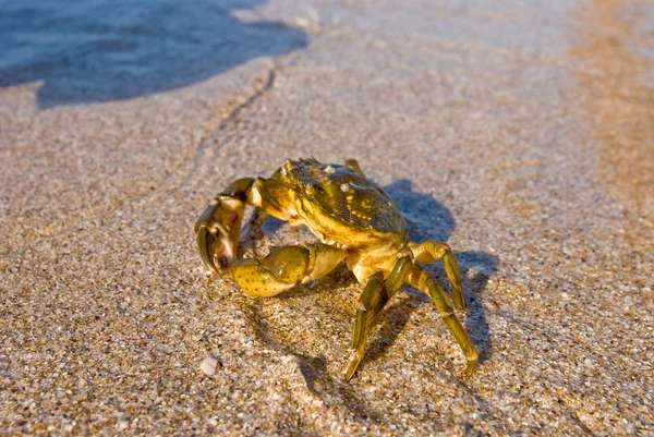 Sea krabba på en sandstrand — Stockfoto