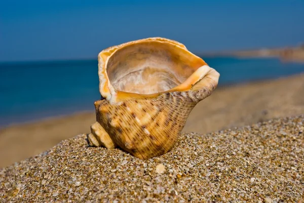 Muschel an einer Meeresküste — Stockfoto