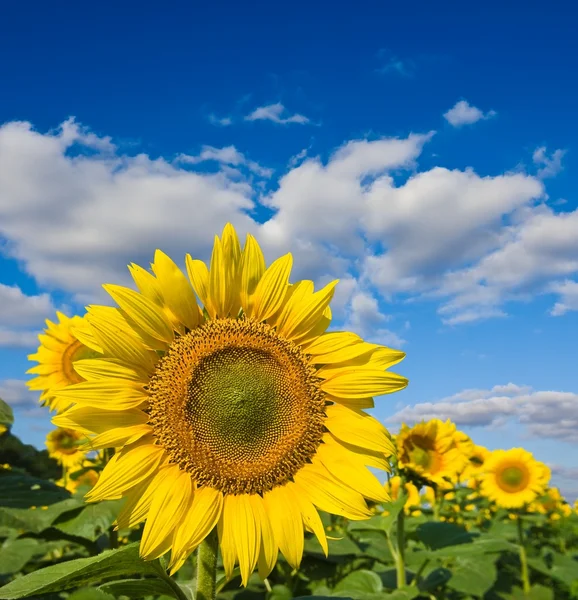 Grote zonnebloemen op een blauwe hemelachtergrond — Stockfoto