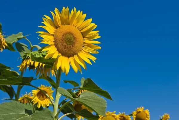 Mavi gökyüzü arka plan üzerinde güzel ayçiçeği — Stok fotoğraf
