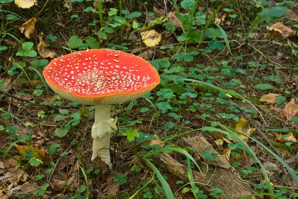 Червоний мухоморський гриб у траві — стокове фото