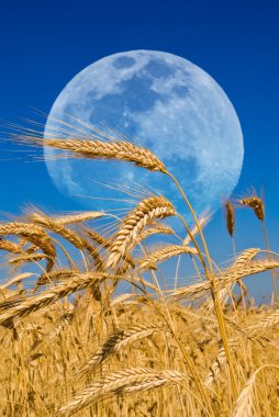 Wheat ears and a huge moon clipart