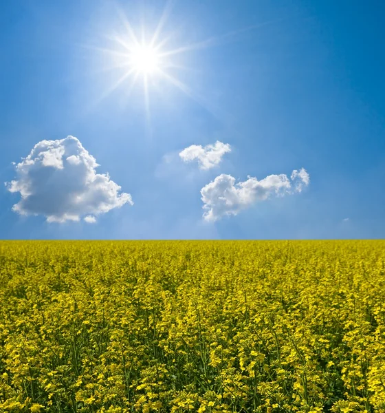 Желтое поле изнасилования в солнечный день — стоковое фото