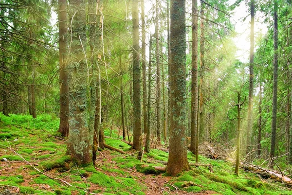 太陽の光線の緑の松の林森 — ストック写真