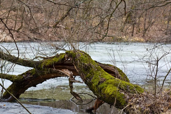 Oude omgevallen boom in een spring lake — Stockfoto