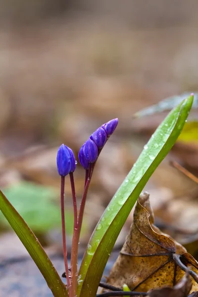 Closeup small blue spring flowers — Stock Photo, Image