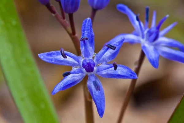 Kék virágok tavasszal — Stock Fotó