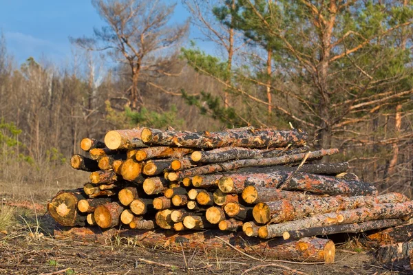 Cumulo di tronchi di pino in una foresta — Foto Stock