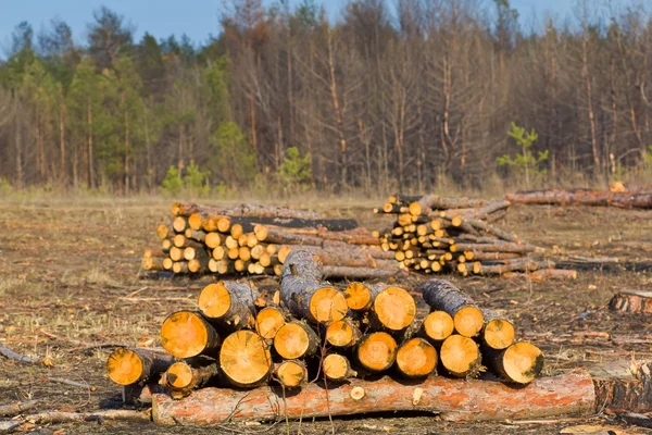 Logged pine trunks in a forest — Stock Photo, Image