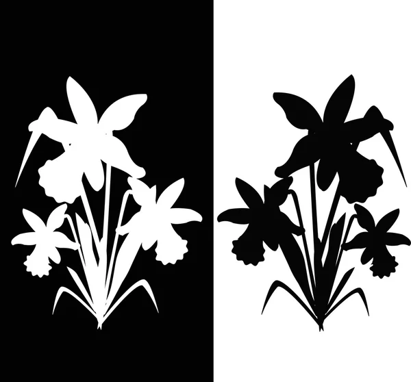 Dvě Narcis, černé a bílé — Stockový vektor