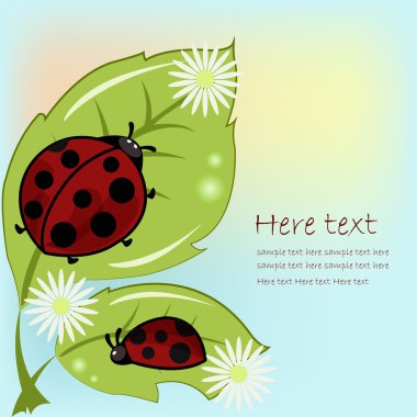 Two ladybugs on leaflets with camomiles clipart