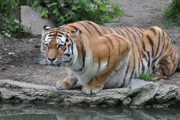 Tigre Sibirischer — Fotografia de Stock