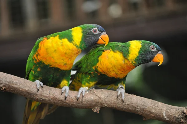 Papageienzwillinge — Foto Stock