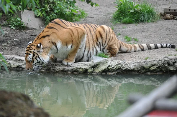 Sibirischer tigris Stock Kép