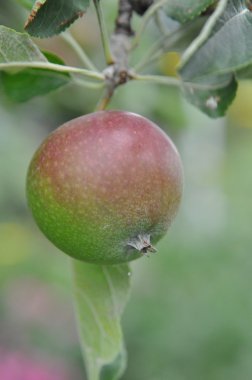 Granatapfel