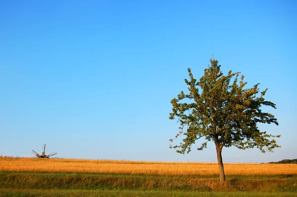 stock image Lonely tree