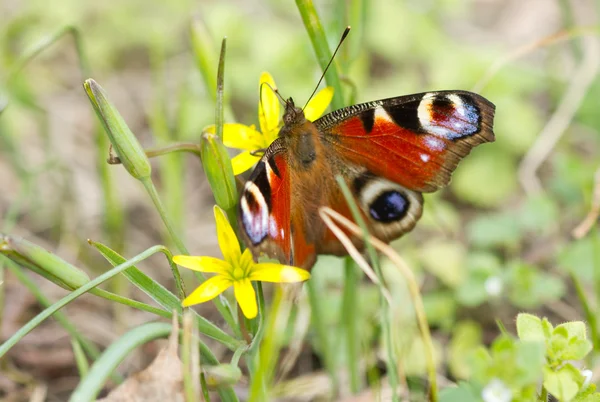 stock image Monarch butterfly