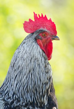 Portrait rooster clipart