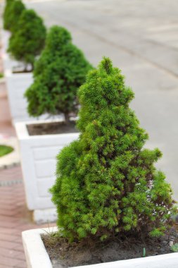 Decorative pine trees clipart