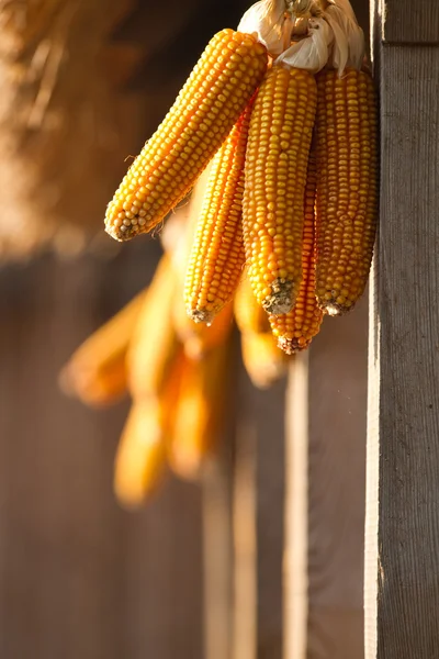 Dried yellow corn — Stock Photo, Image