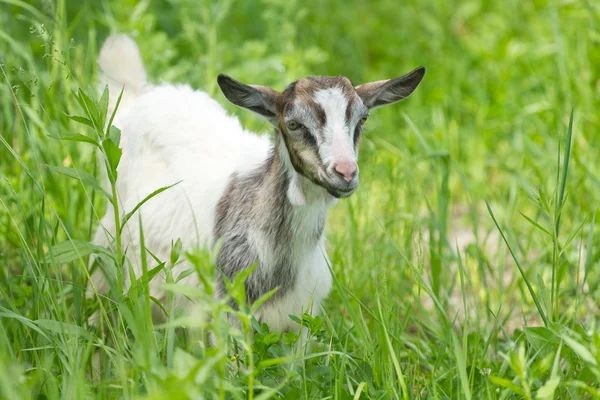 Beautiful portrait goat. — Stock Photo, Image