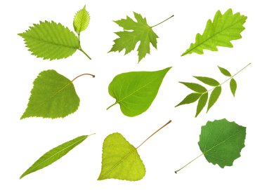 Collection leaves clipart