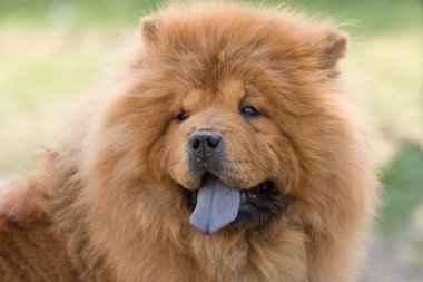 Chow chow clipart