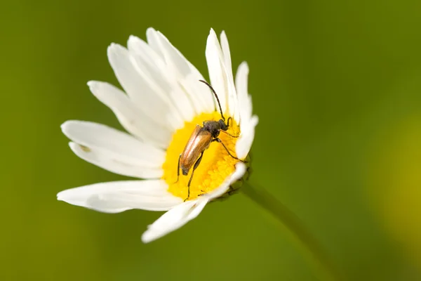 Insect and camomile — Stock Photo, Image