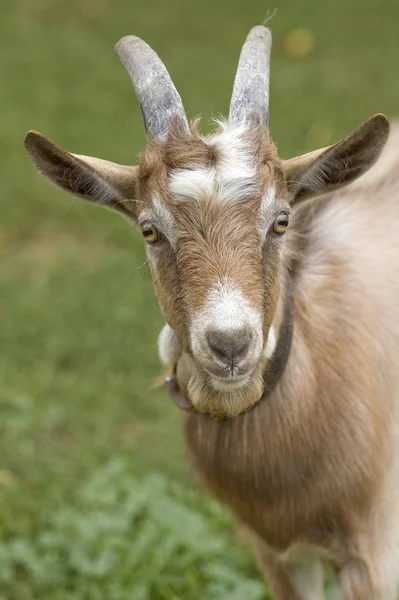 Bir keçi portresi. — Stok fotoğraf