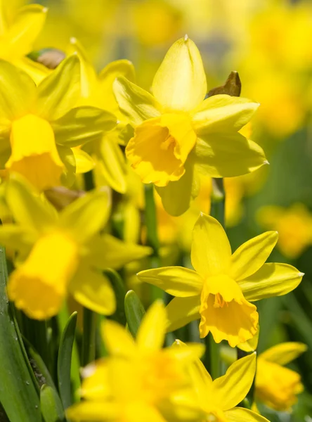 Yellow narcissu — Stock Photo, Image