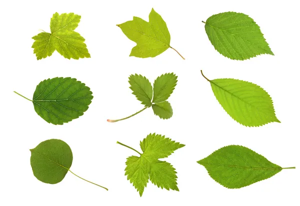 Raccolta foglie di frutta — Foto Stock