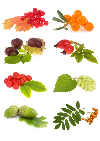 Collection plants — Stock Photo, Image
