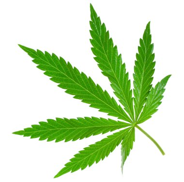 Marijuana leaf clipart