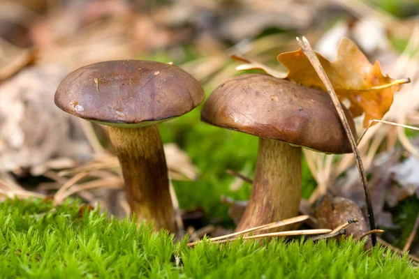 Beautiful mushroom — Stock Photo, Image