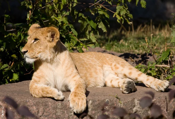 Schöner junger Löwe — Stockfoto