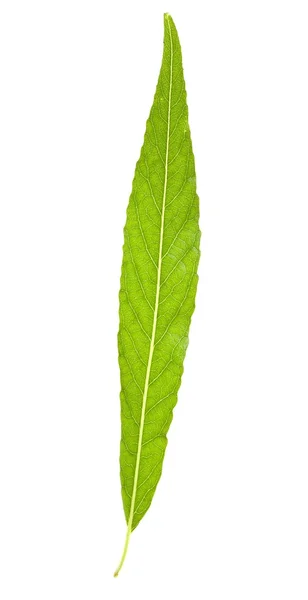 Willow leaf — Stock Photo, Image