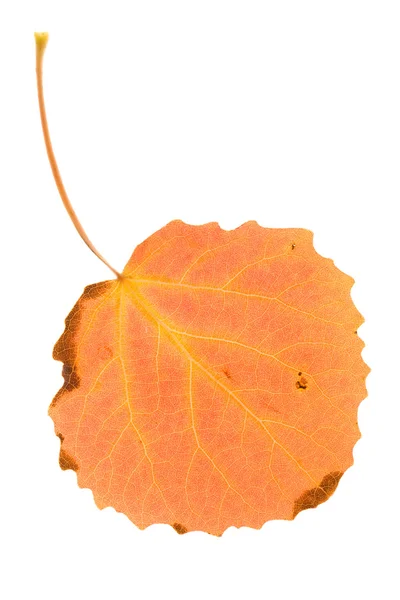 Orange aspen leaf — Stockfoto