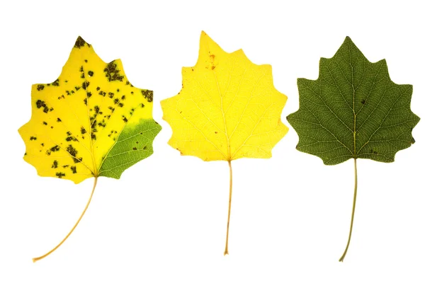Autumn aspen leaves — Stock Photo, Image