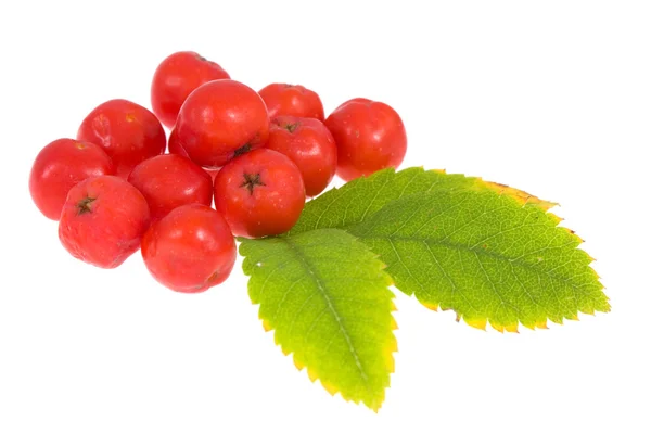 Rowan berry on isolated — Stock Photo, Image