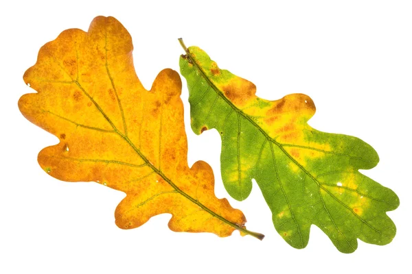 Dębowy liść na białym tle — Zdjęcie stockowe