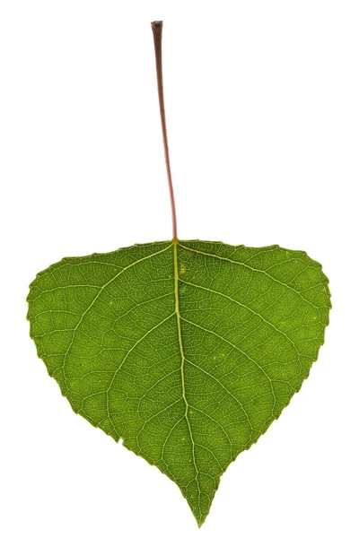 Poplar leaf — Stock Photo, Image