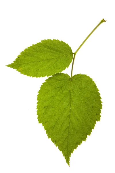 Raspberry leaf — Stockfoto