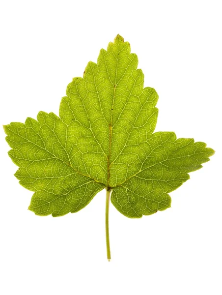 Currant leaf — Stock Photo, Image