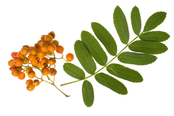 Branch of rowan — Stock Photo, Image