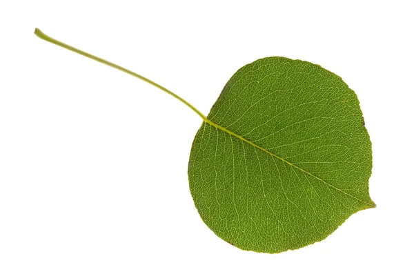 Pear leaf on isolated — Stock Photo, Image