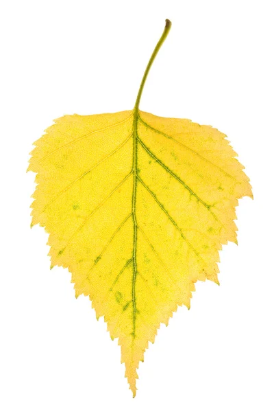 Leaf of birch — Stock Photo, Image